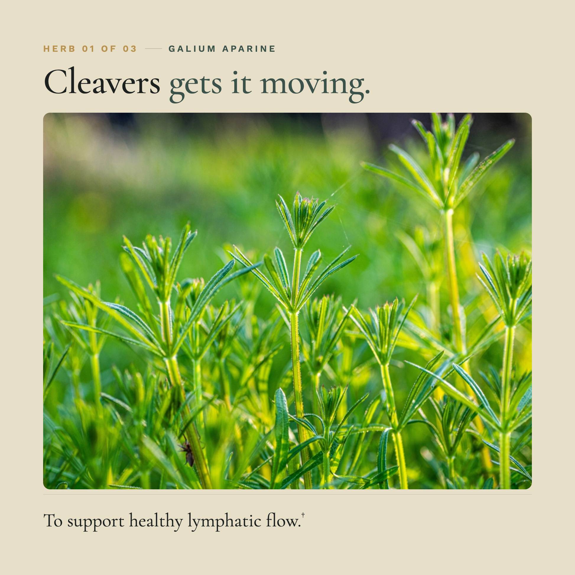 Lymph Clear