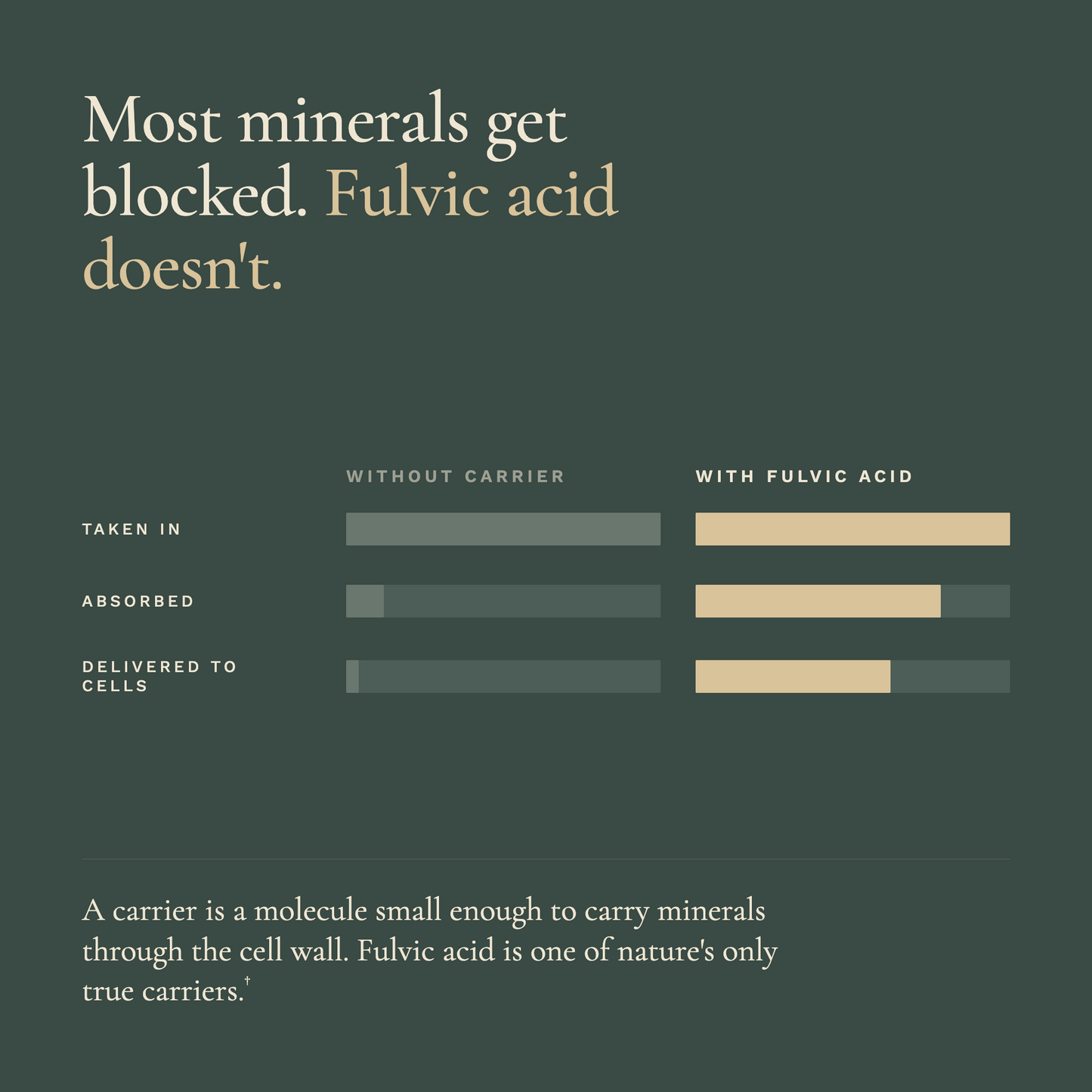 Fulvic Acid & Trace Ocean Minerals