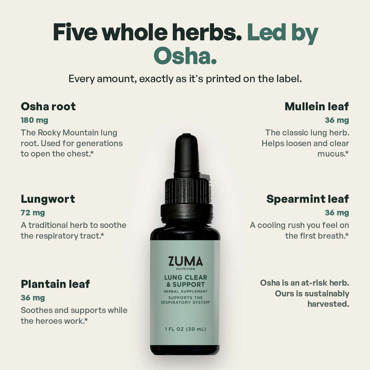 Five whole herbs led by Osha